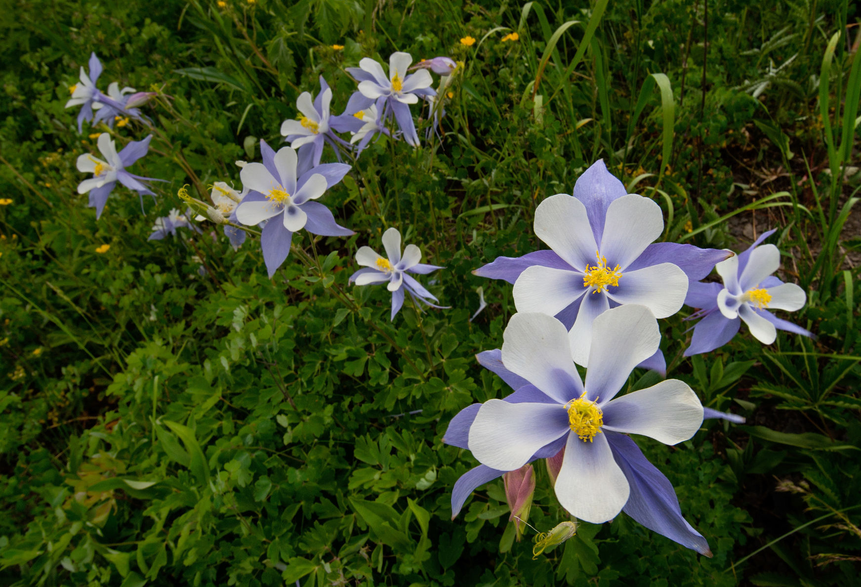 Colorado’s state flower, Rocky Mountain columbine
